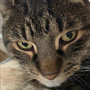 Meet your Posher, Taffi